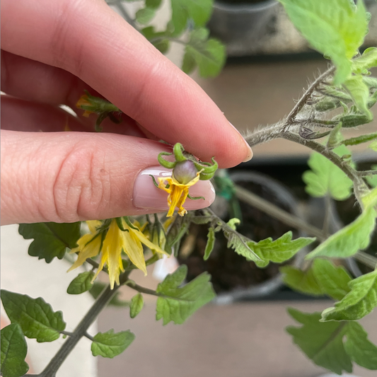 Growing Three Arches Farm From Seed